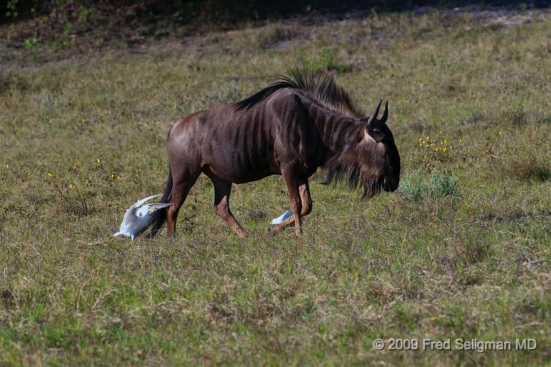 20090616_172525 D300 (1) X1.jpg - Wildebeast in Selinda Spillway, Botswana